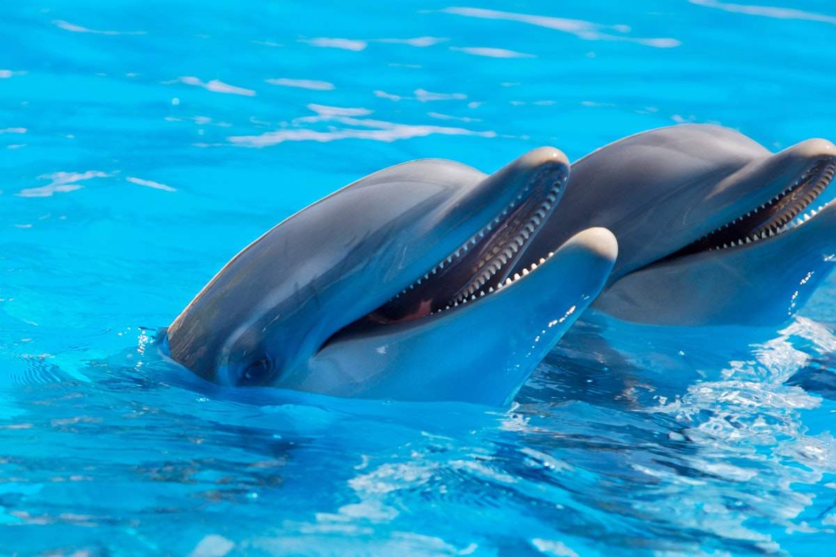 Дали знаевте дека делфините преку сетилото за вкус ги препознаваат своите пријатели?