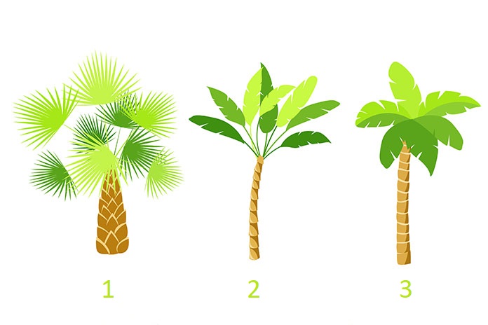 Тест: Изберете палма и откријте што ве очекува до крајот на летото!