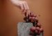 Дали знаевте дека грозјето може да го продолжи животниот век?