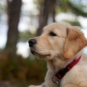 Истражување: Кучињата можат да откријат кога сме под стрес
