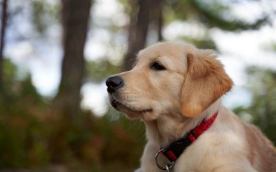 Истражување: Кучињата можат да откријат кога сме под стрес