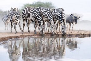 Запознајте го дивиот свет на Африка преку овие фотографии! 