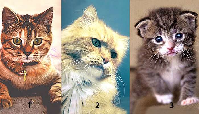 Тест: Изберете маче за да откриете нешто повеќе за вашата личност!