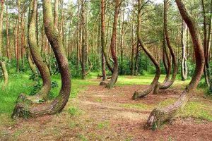 Мистериозна шума со дрвја во облик на буквата „Ј“