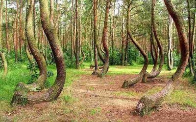 Мистериозна шума со дрвја во облик на буквата „Ј“