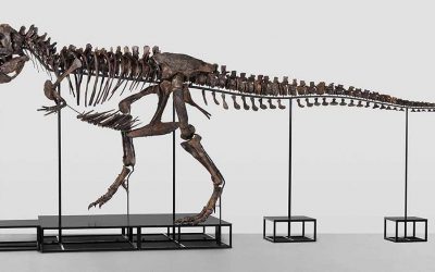 За прв пат во Европа: Се продава скелетот на Тираносаурус стар 67 милиони години!