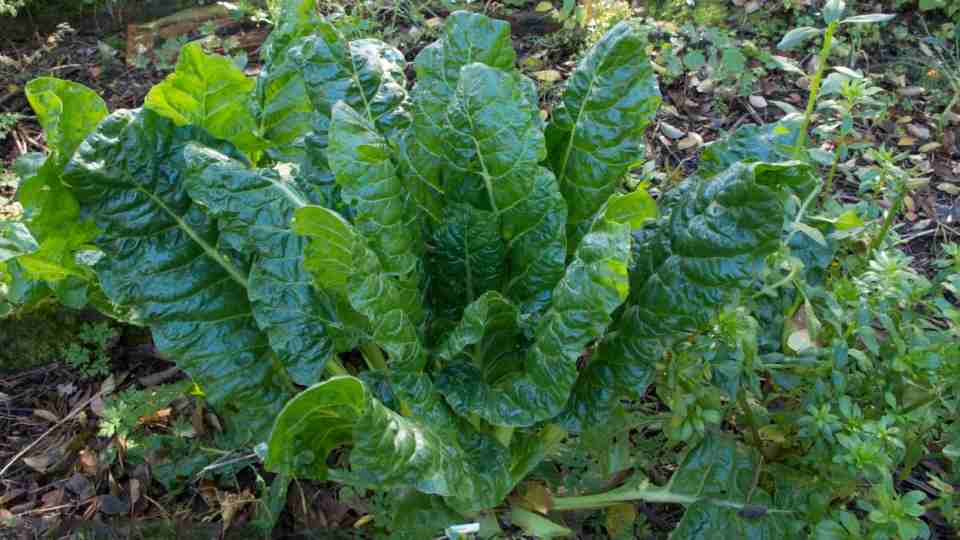 Зошто треба почесто да консумирате блитва?