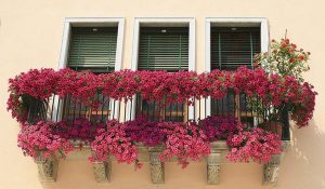 Совети за одгледување петунија - идеално пролетно цвеќе за вашата тераса