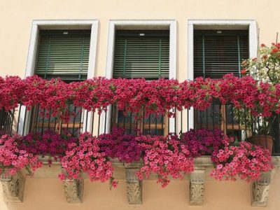 Совети за одгледување петунија - идеално пролетно цвеќе за вашата тераса