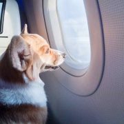 Дали посакувате да летате со вашиот домашен миленик? Оваа авиокомпанија ќе ви го овозможи тоа!