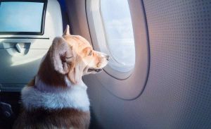 Дали посакувате да летате со вашиот домашен миленик? Оваа авиокомпанија ќе ви го овозможи тоа!