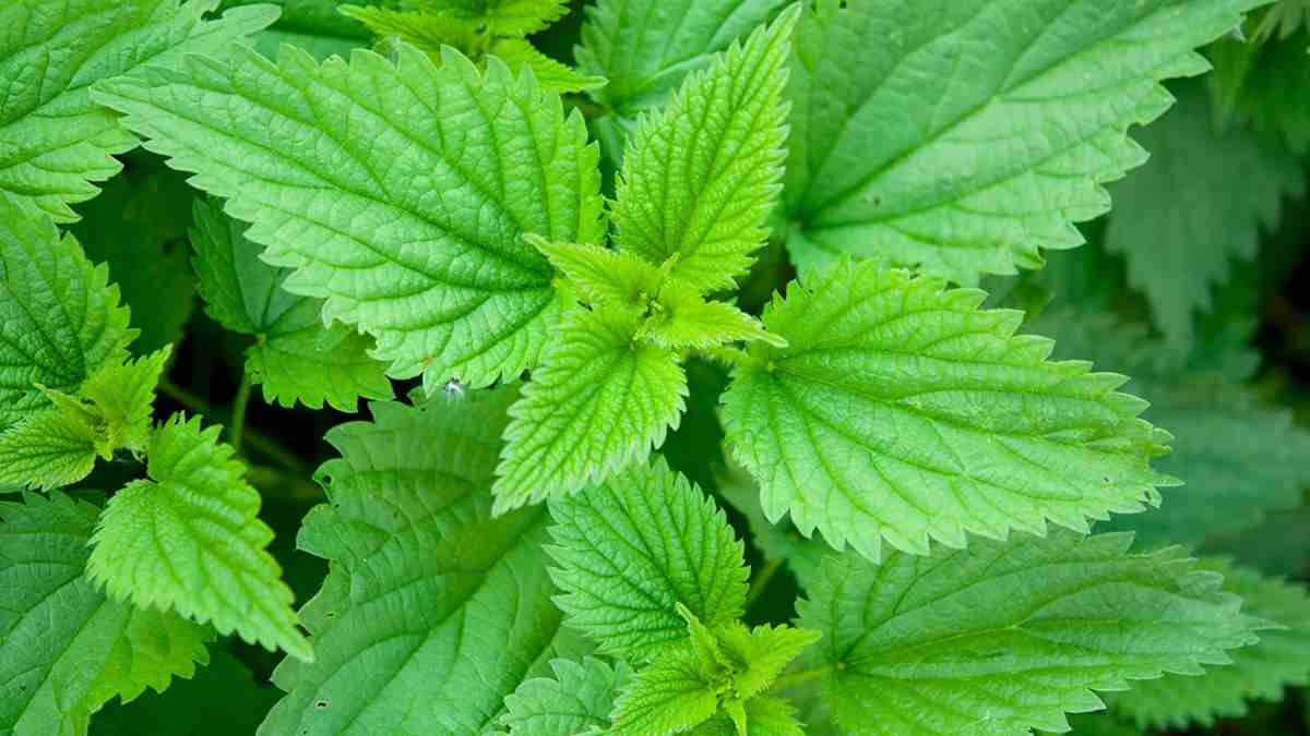 Кои се здравствените придобивки на сокот од коприва?