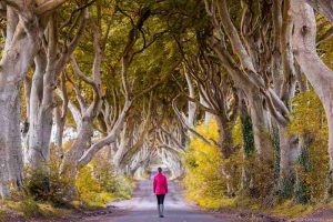 Магичен дрворед во Северна Ирска кој сосема случајно се претворил во туристичка атракција