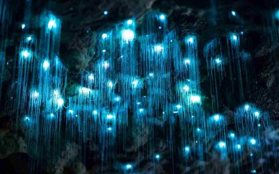 Спектакуларен природен феномен: Светлечки пештери на Нов Зеланд