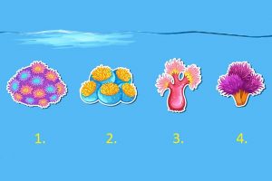 Тест: Одберете корал и откријте што ве очекува во следните 3 месеци!